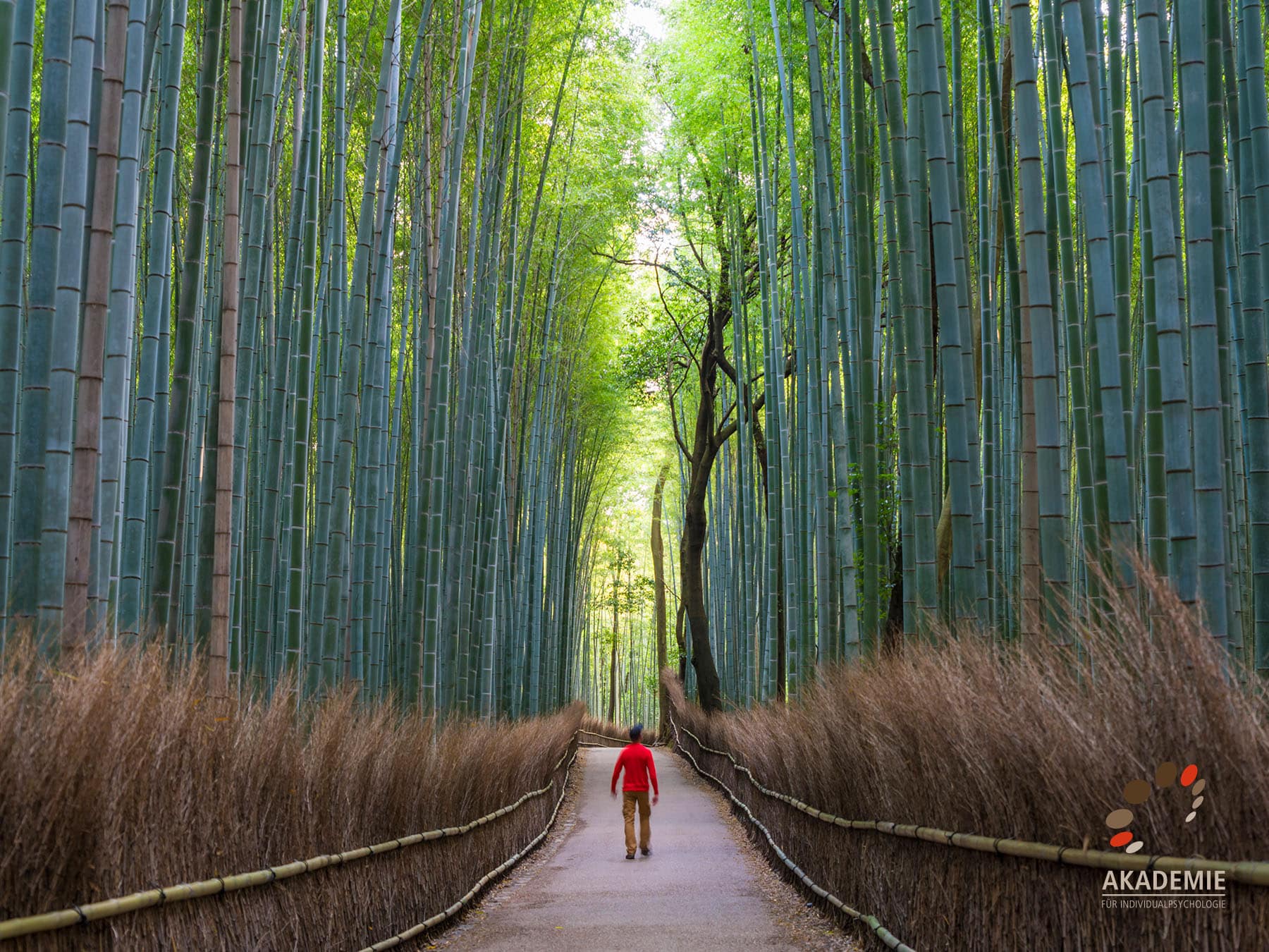Mehr als ein Bambus: Die Bedeutung der Resilienz beim Menschen 